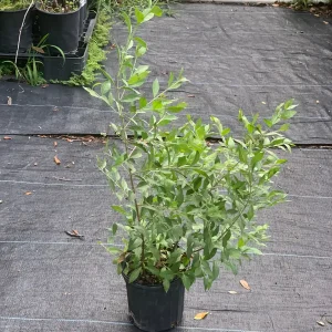 Henna Live Plant (Lawsonia inermis) for Mehndi Dye & Ornament | 1 Gallon Pot - Image 2