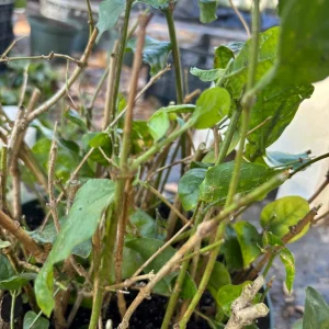 Henna Live Plant (Lawsonia inermis) for Mehndi Dye & Ornament | 1 Gallon Pot - Image 6