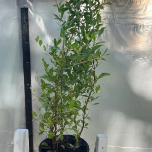 Henna Plant Live (Lawsonia Inermis) for Mehndi Dye & Ornament, 1 Gallon Pot - Image 4