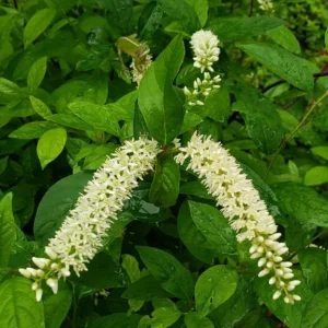 Henry's Garnet Virginia Sweetspire Live Plant – Red Fall Foliage Shrub – 4-inch Pot - Image 2