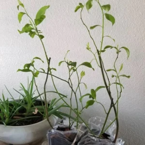 Henry's Garnet Virginia Sweetspire Live Plant – Red Fall Foliage Shrub – 4-inch Pot - Image 7