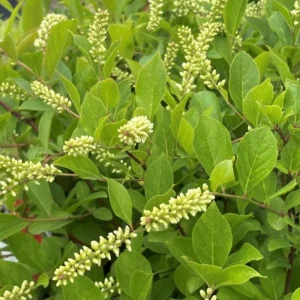 Henry's Garnet Virginia Sweetspire Live Plant – Red Fall Foliage Shrub – 4-inch Pot - Image 8