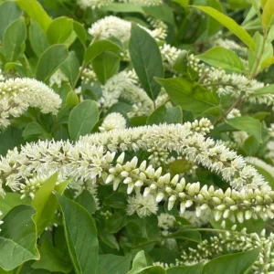 Henry's Garnet Virginia Sweetspire Live Plant – Red Fall Foliage Shrub – 4-inch Pot - Image 9