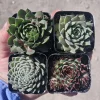 Hens and Chicks Sempervivum Succulent Bundle Live Plant - Assorted 2in Pots Outdoor - Image 1
