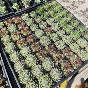 Hens and Chicks Sempervivum Succulent Bundle Live Plant - Assorted 2in Pots Outdoor - Image 2