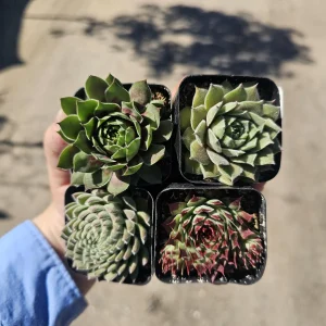 Hens and Chicks Sempervivum Succulent Bundle Live Plant - Assorted 2in Pots Outdoor - Image 4