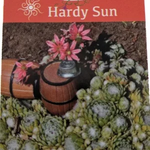 Hens & Chicks Live Plant - Sempervivum Succulent for Rock Gardens - 2.5