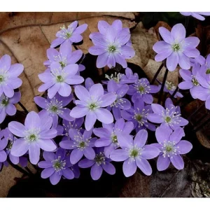 Hepatica Acutiloba Bulbs - 20 Count - Early Spring Woodland Wildflower - Image 1