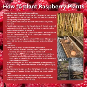 Heritage Red Raspberry Bare Root Plant - 1-Year-Old Everbearing Cane - Image 3