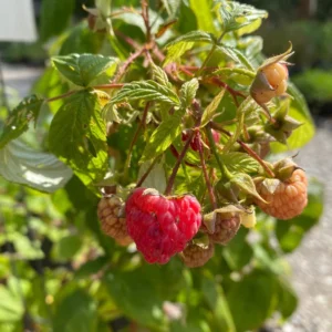 Heritage Red Raspberry Live Plant - Rubus idaeus Starter Plug - Everbearing Fruit Bush - Image 3