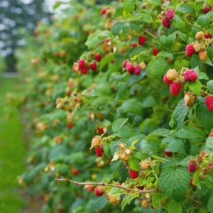 Heritage Red Raspberry Live Plant - Rubus idaeus Starter Plug - Everbearing Fruit Bush - Image 6