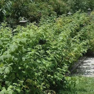 Heritage Red Raspberry Live Plant - Rubus idaeus Starter Plug - Everbearing Fruit Bush - Image 8