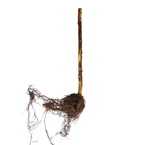 Heritage Red Raspberry Plant – 1-Year-Old Bare Root Cane – Everbearing - Image 2