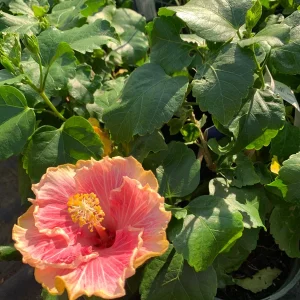 Hibiscus C'est Bon Cajun Live Plant – 6 inch Pot – Tropical Outdoor Shrub - Image 2