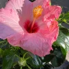 Hibiscus Hollywood Trophy Wife Live Plant - 6 inch Pot - Outdoor Shrub - Image 1