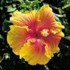 Hibiscus 'The Path' Live Plant – 6 Inch Pot – 1ft Tall – Yellow & Pink Flowers - Image 1