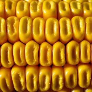 Hickory King Heirloom Corn Seeds - 300 Huge Kernel Yellow Organic Zea Mays - Image 3