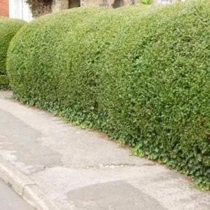 Hills Privet Bare-Root Plant - 25 Pack, 12'' Tall Hedge Shrub, Outdoor - Image 3