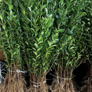 Hills Privet Bareroot Live Plant - 5 Plants, 18-24