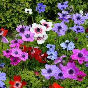 Himalayan Blue Poppy Flower Seeds - Perennial, Outdoor, Full Sun - Image 2
