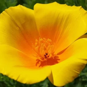 Himalayan Blue Poppy Flower Seeds - Perennial, Outdoor, Full Sun - Image 6