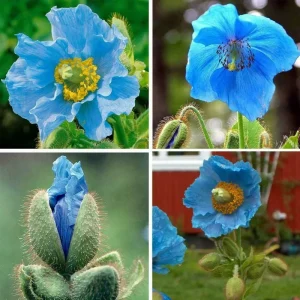 Himalayan Blue Poppy Meconopsis Grandis Seeds - Perennial Flowering - 200 Seeds - Image 4