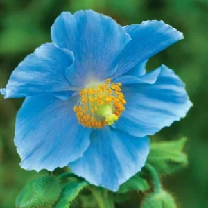 Himalayan Blue Poppy Meconopsis Grandis Seeds - Perennial Flowering - 200 Seeds - Image 8