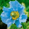 Himalayan Blue Poppy Seeds - Meconopsis Grandis - Perennial Flowering 200 Seeds - Image 1