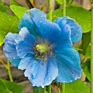 Himalayan Blue Poppy Seeds - Meconopsis Grandis - Perennial Flowering 200 Seeds - Image 2