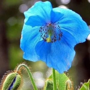 Himalayan Blue Poppy Seeds - Meconopsis Grandis Perennial Flower Seeds - Blue Flowering, Easy Grow - Image 2