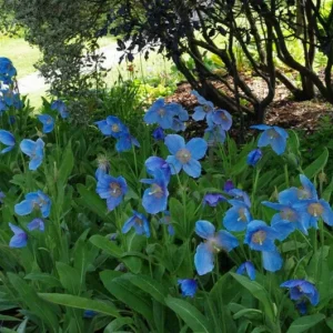 Himalayan Blue Poppy Seeds - Meconopsis Perennial Flower - 200 Seeds - Indoor & Outdoor - Image 5