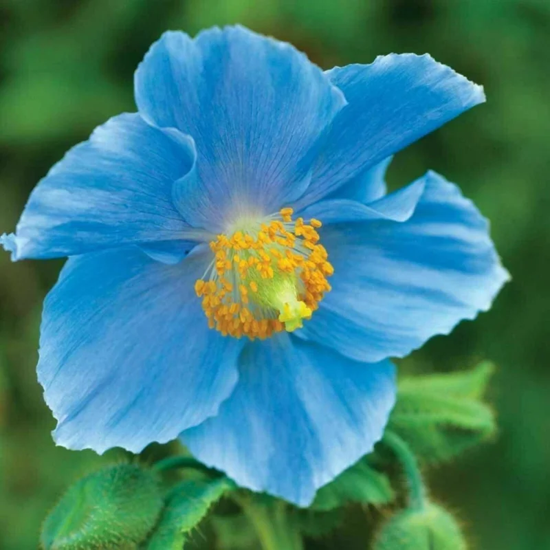 Himalayan Blue Poppy Seeds (Meconopsis) - Perennial Flowering for Home Garden - Image 8