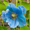 Himalayan Blue Poppy Seeds - Meconopsis Perennial Flower - Blue Blooms - 500 Seeds - Image 1
