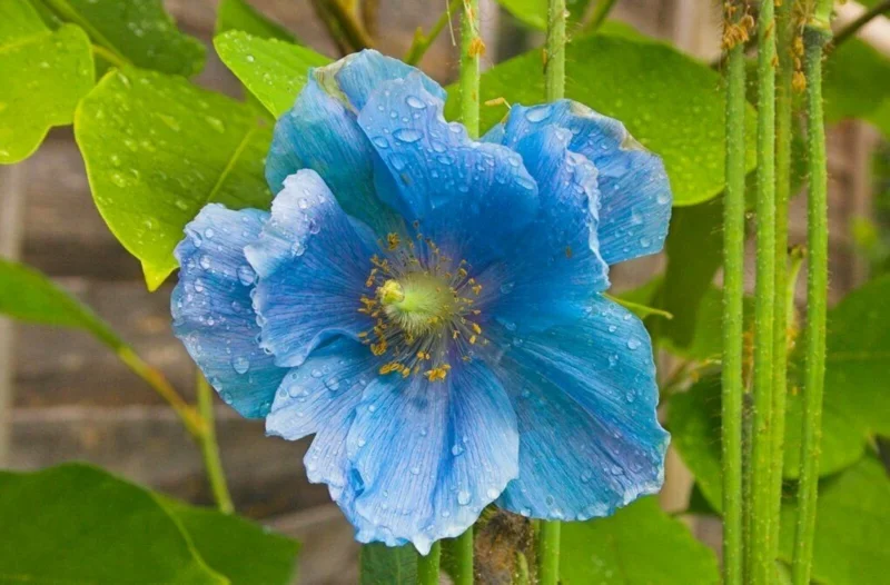Himalayan Blue Poppy Seeds - Meconopsis Perennial Flower - 200 Seeds - Indoor & Outdoor - Image 9