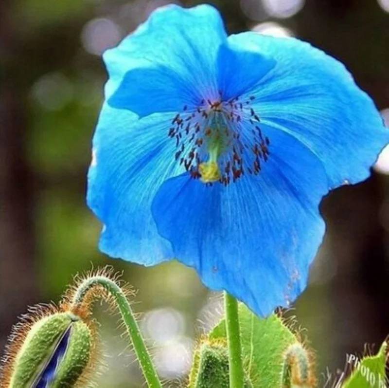 Himalayan Blue Poppy Seeds - Meconopsis Perennial Flower - 200 Seeds - Indoor & Outdoor - Image 1