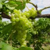 Himrod Seedless Grape Vine - 1 Bare Root Live Plant - Table Grapes - Image 1
