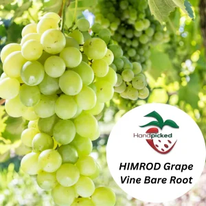 Himrod Seedless Grape Vine - 1 Bare Root Live Plant - Table Grapes - Image 2