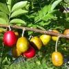 Hog Plum Live Plant - 2 to 3 Feet Tall - Spondias purpurea - 3 Gallon Pot - Image 1
