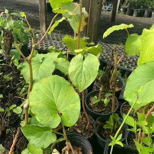 Hoja Santa Root Beer Live Plant – Piper auritum – Mature, 12 inch tall in 4 inch pot - Image 2