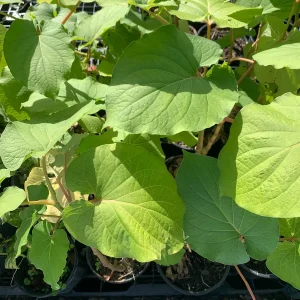 Hoja Santa Root Beer Live Plant – Piper auritum – Mature, 12 inch tall in 4 inch pot - Image 4