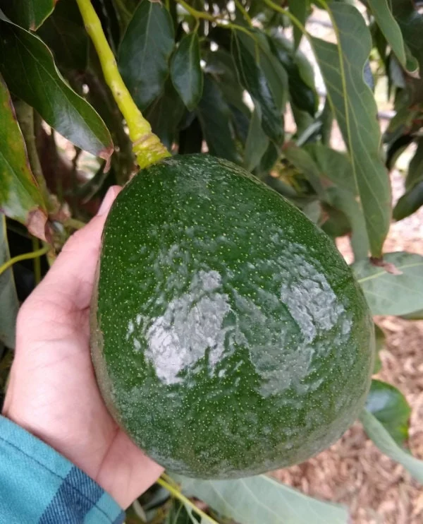 Holiday Avocado Tree Live Plant – Grafted – 1 Foot Tall – Outdoor - Image 1