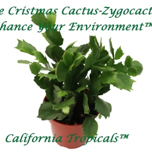 Holiday Cactus White Live Plant - 4 inch Nursery Pot - Indoor Blooming - Image 1