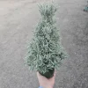 Holiday Lavender Tree - 4in Pot Live Plant - Fragrant Indoor/Outdoor Decor - Image 1