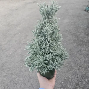 Holiday Lavender Tree - 4in Pot Live Plant - Fragrant Indoor/Outdoor Decor - Image 1