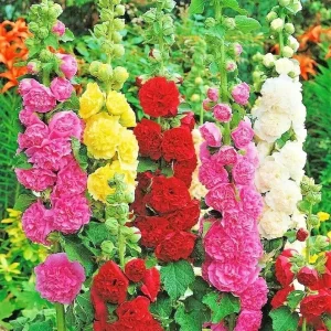 Hollyhock Autumn Mix Flower Seeds - 200+ Seeds for Pollinators, Full Sun, Outdoor - Image 2