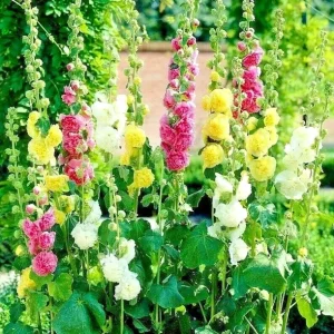 Hollyhock Autumn Mix Flower Seeds - 200+ Seeds for Pollinators, Full Sun, Outdoor - Image 3