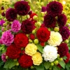 Hollyhock Autumn Mix Flower Seeds - 200+ Seeds for Pollinators, Full Sun, Outdoor - Image 1