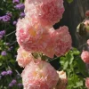 Hollyhock Live Plant - Tall Alcea Rosea Flower in 2.25" Pot - Outdoor Garden - Image 1
