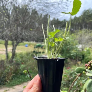 Hollyhock Live Plant - Tall Alcea Rosea Flower in 2.25