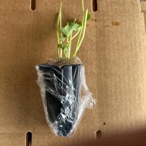 Hollyhock Live Plant - Tall Alcea Rosea Flower in 2.25